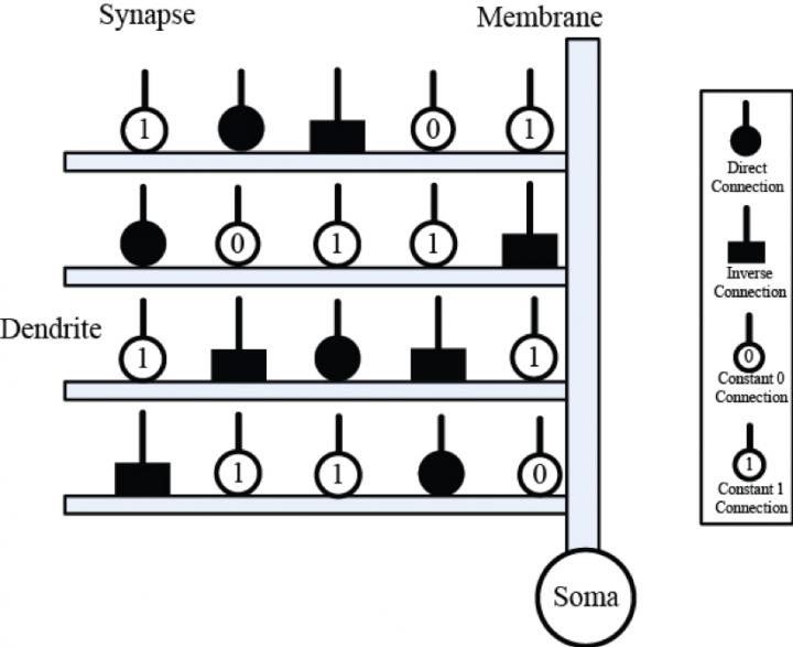 Structural Morphology of ALNM with Four Branches of Dendrites