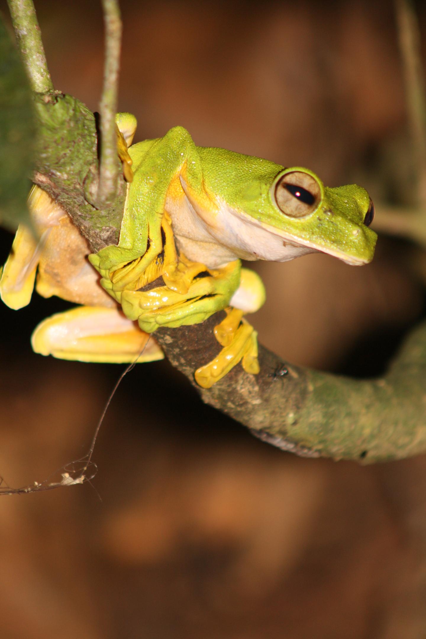 Wallace's Flying Frog