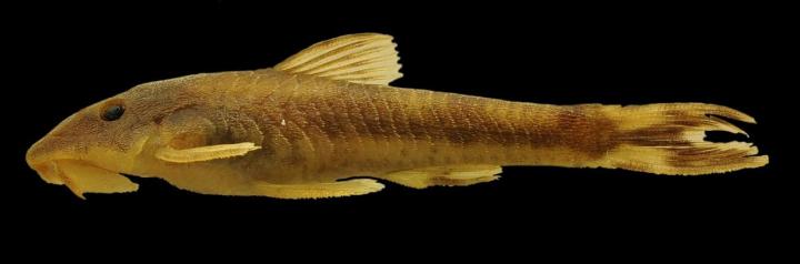 <i>Curculionichthys sabaji</i> (2 of 3)