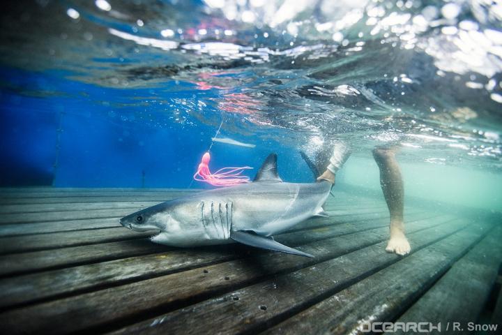 Patterns and Seasonal Migrations of Baby White Sharks in the North Atlantic
