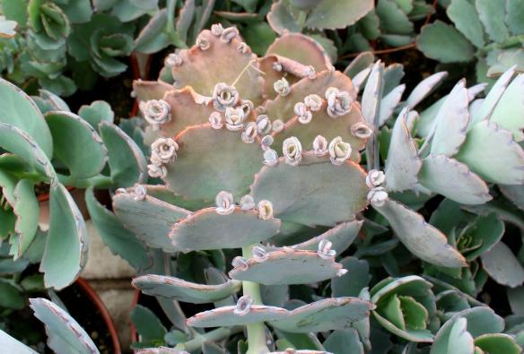 <i>Kalanchoë fedtschenkoi</i>