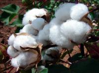 Gossypium Hirsutum Cotton Bolls on Plants in the Field