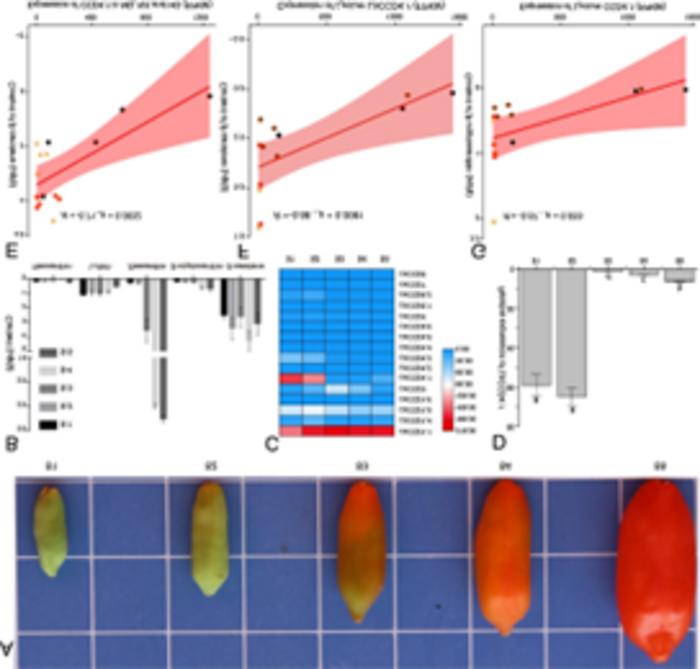 LbCCD4.1 was associated with the carotenoid content.