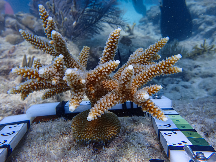 How to Care for Acropora Corals - My Reef