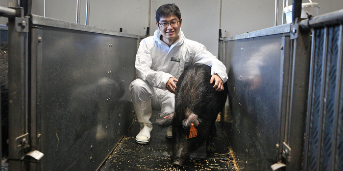 PhD Student Yaolei Zhang, DTU Bioengineering, with the Ossabaw pig Donna in the BioFacility stables at DTU Risø Campus.