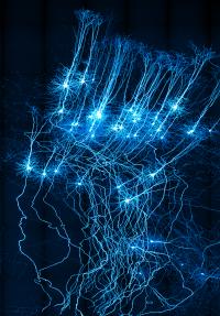 Pyramidal Tract Neurons