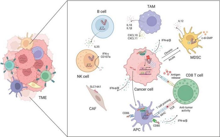 The cGAS-STING pathway facilitates crosstalk between cancer cells and the tumor microenvironment (TME).
