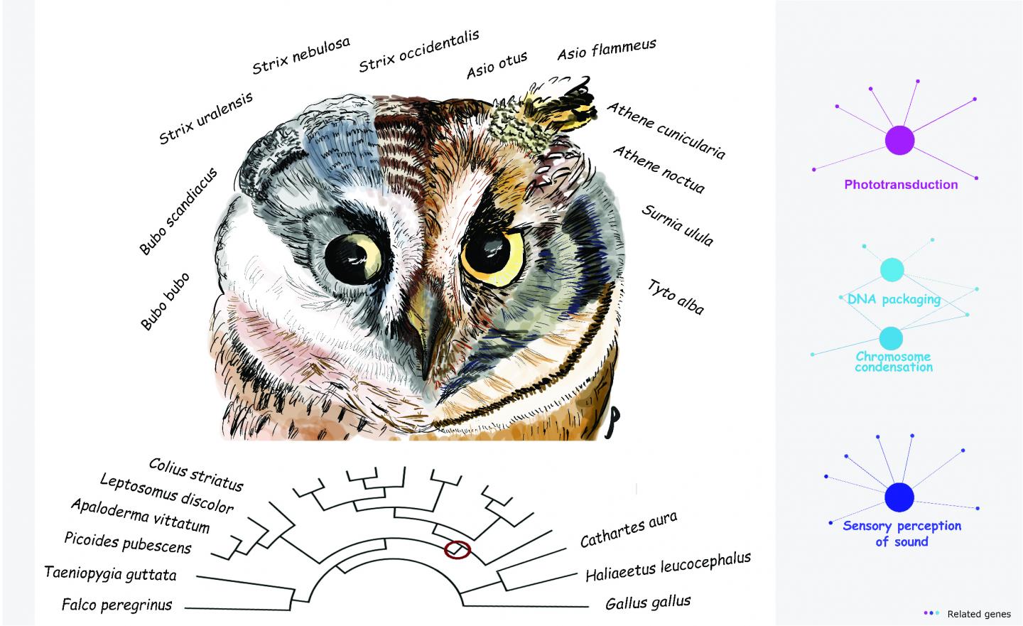 Owl adaptations