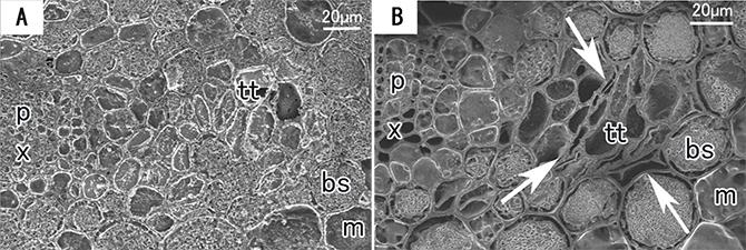 Transverse Sections of Flash-Frozen Japanese Cedar Leaves