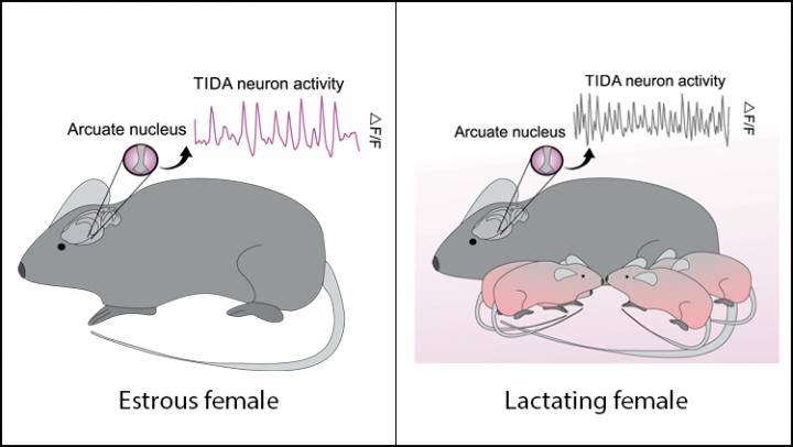 Lactation Changes How Mom's Neurons Communicate -- But It's Reversible