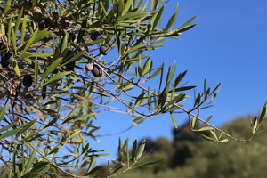 Olive grove in Córdoba