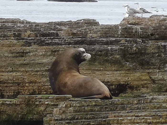 Male California sea lion