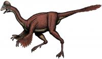 <i>Anzu wyliei</i>, New Cretaceous Dinosaur