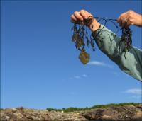 <i>Colpomenia peregrina</i>, or Sea Potato, Growing on Rockweed