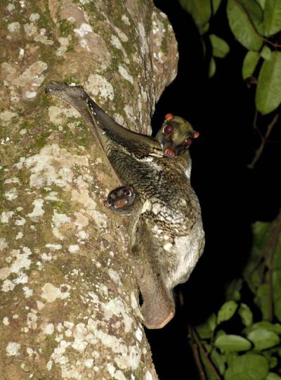 Colugos Are Primates Closest Kin (1 of 3)