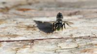 Leaf-cutter bee carries piece of leaf to build nest cell