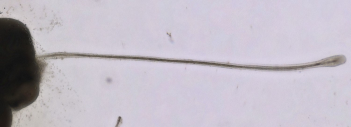 Hair follicle organoid with long hair shafts