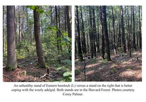 An unhealthy stand of Eastern hemlock (L) versus a stand on the right that is better coping with the wooly adelgid. Both stands are in the Harvard Forest.