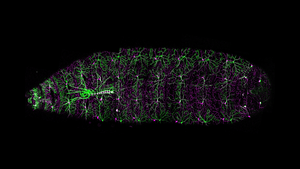 Neural Wiring on Display