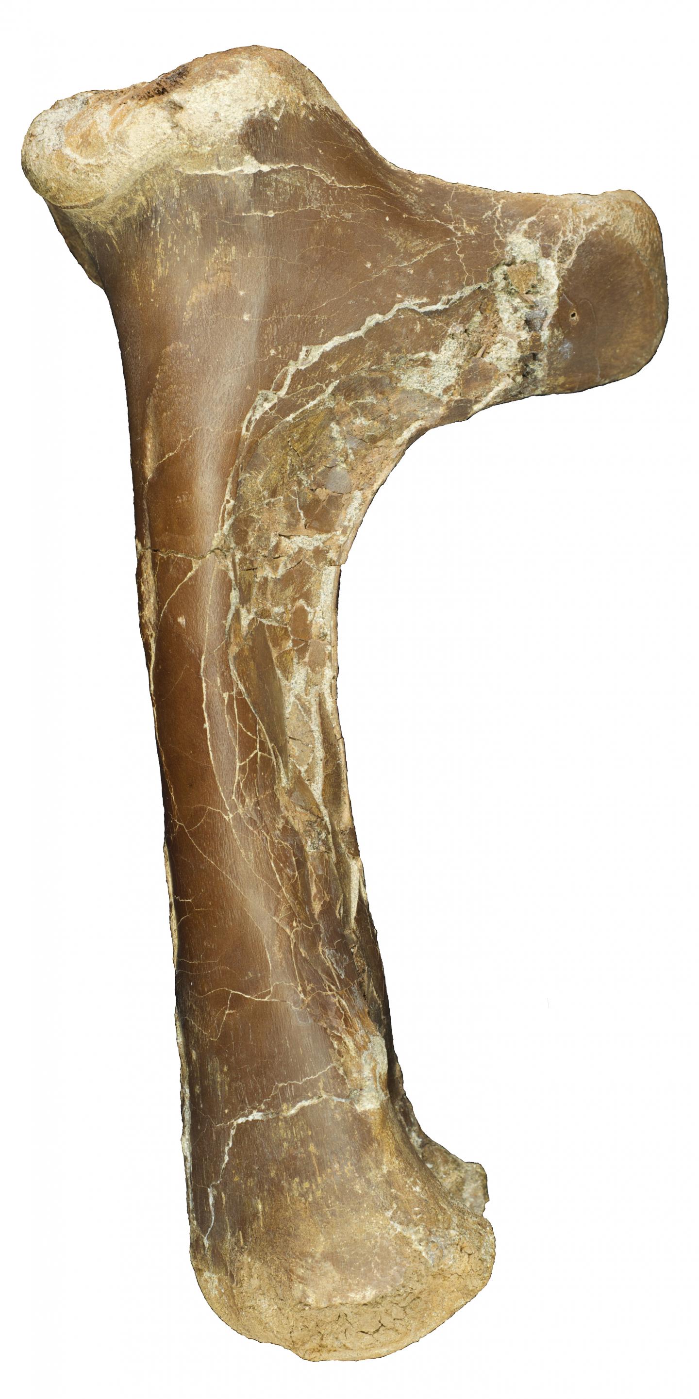 Right Humerus of Cryodrakon boreas