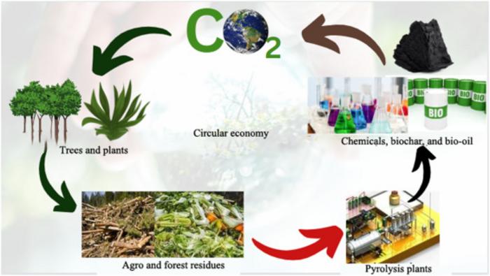 Renewable Energy Insights: Unveiling the Potential of Biomass Solid Fuels