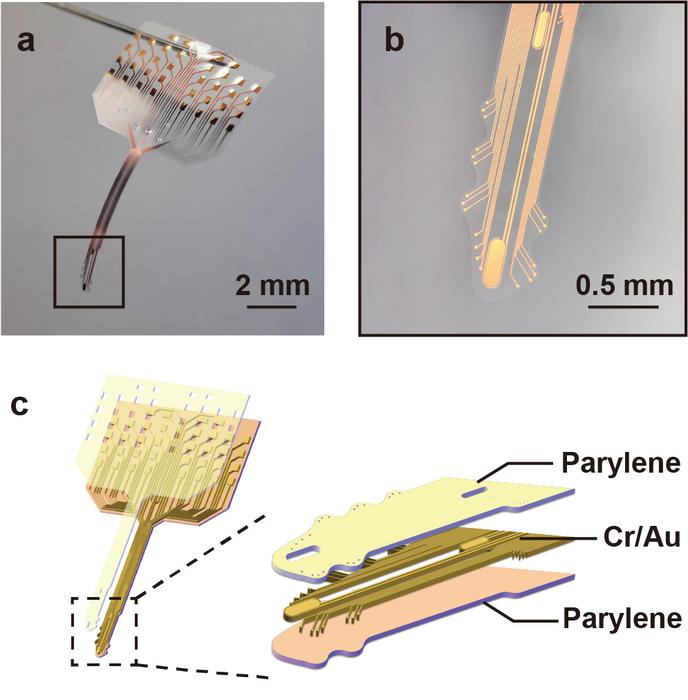 Morphology and structure of the flexible serpentine probe.