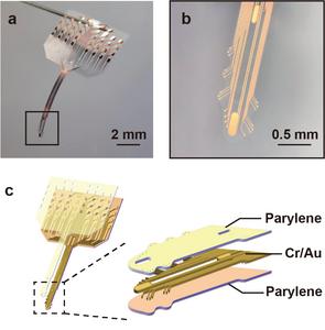 Morphology and structure of the flexible serpentine probe.