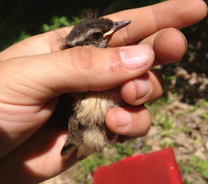 Louisiana Waterthrush Chick