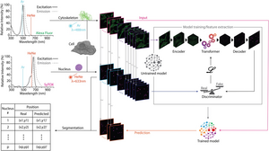 Demonstration of a correlation between arrangements of actin filaments and nuclear position.