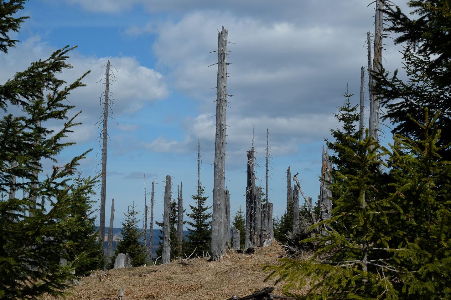 Dead Spruces in the Bavarian Forest