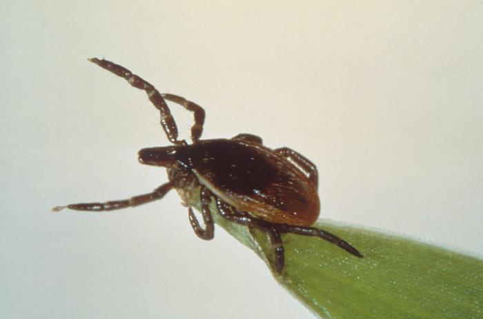 Tick behavior and host choice explains geographical patterns of Lyme disease prevalence