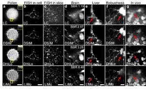 Figure 3. Flexible reconstruction implementations of off-axis separated detection in different applications.