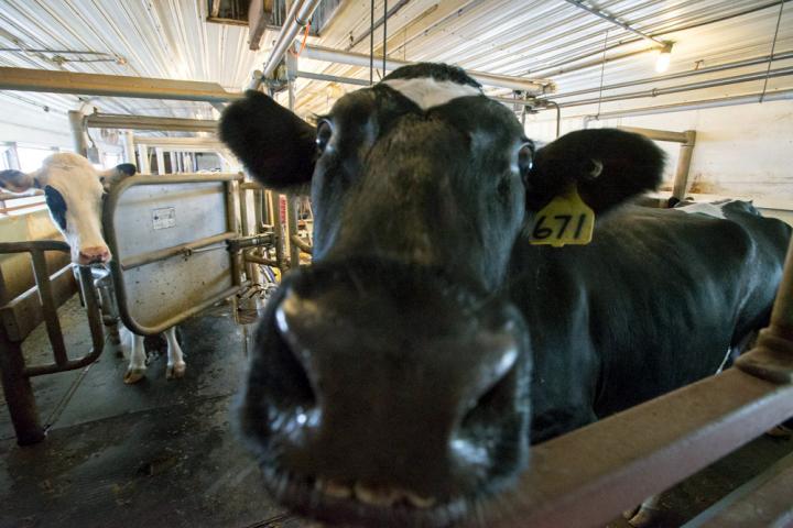 Lactation, Weather Found to Predict Milk Quality in Dairy Cows