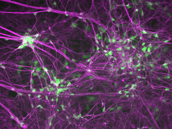 Human induced motor neurons