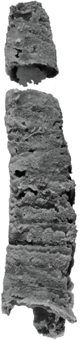 Lepidocoleus caliburnus