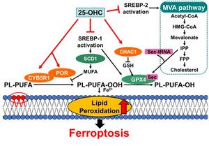 Overview of the proposed mechanism of 25-OHC-induced ferroptosis