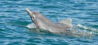 Unnamed Dolphin Species (3 of 3)