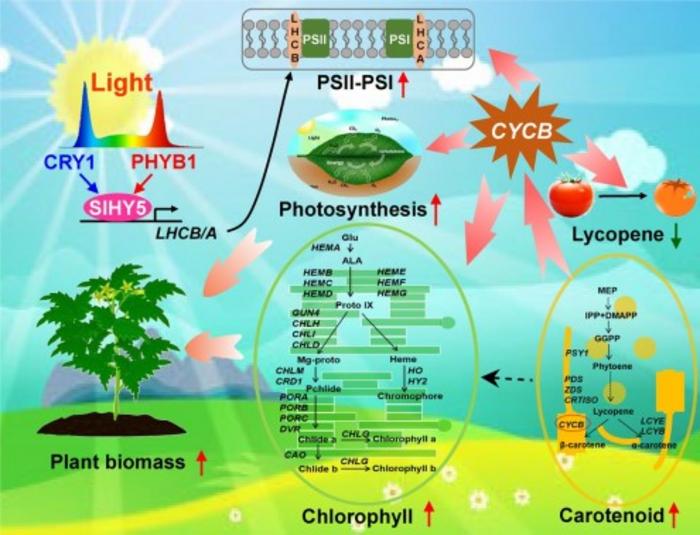 A proposed model of light quality regulation of photosynthesis and fruit metabolism in tomato.