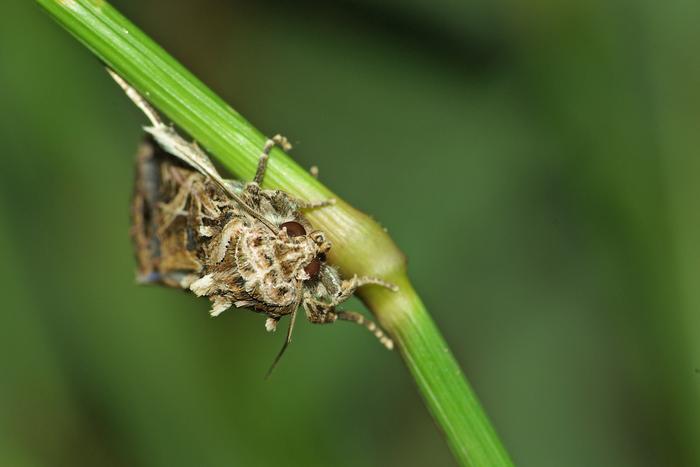 African cotton moth