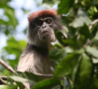 Colobus Monkey, Our Animals