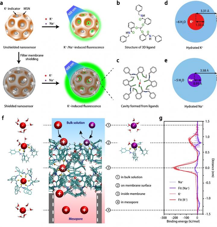 Figure 1. Atom-Level Design and Performance of the K+ Nanosensors