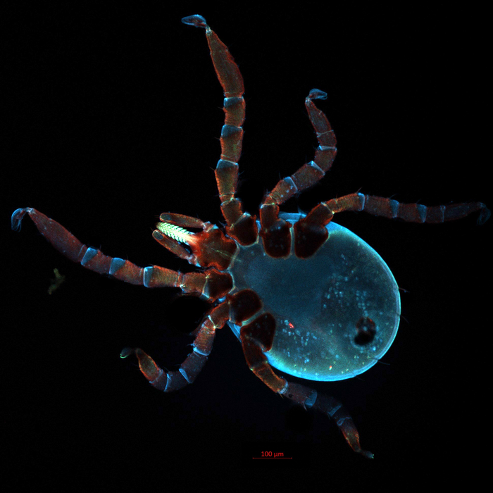 Image1-Blacklegged-ticklarva-multiple-fluorescence