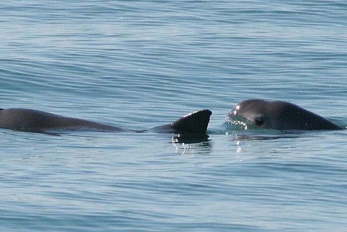Vaquita