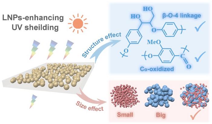 THE MAJOR MECHANISMS INFLUENCING THE UV SHIELDING PERFORMANCE OF LNPS