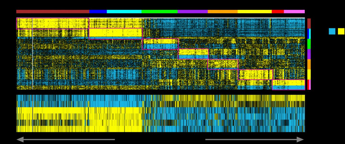 Understanding Non-Small Cell Lung Cancer Diversity