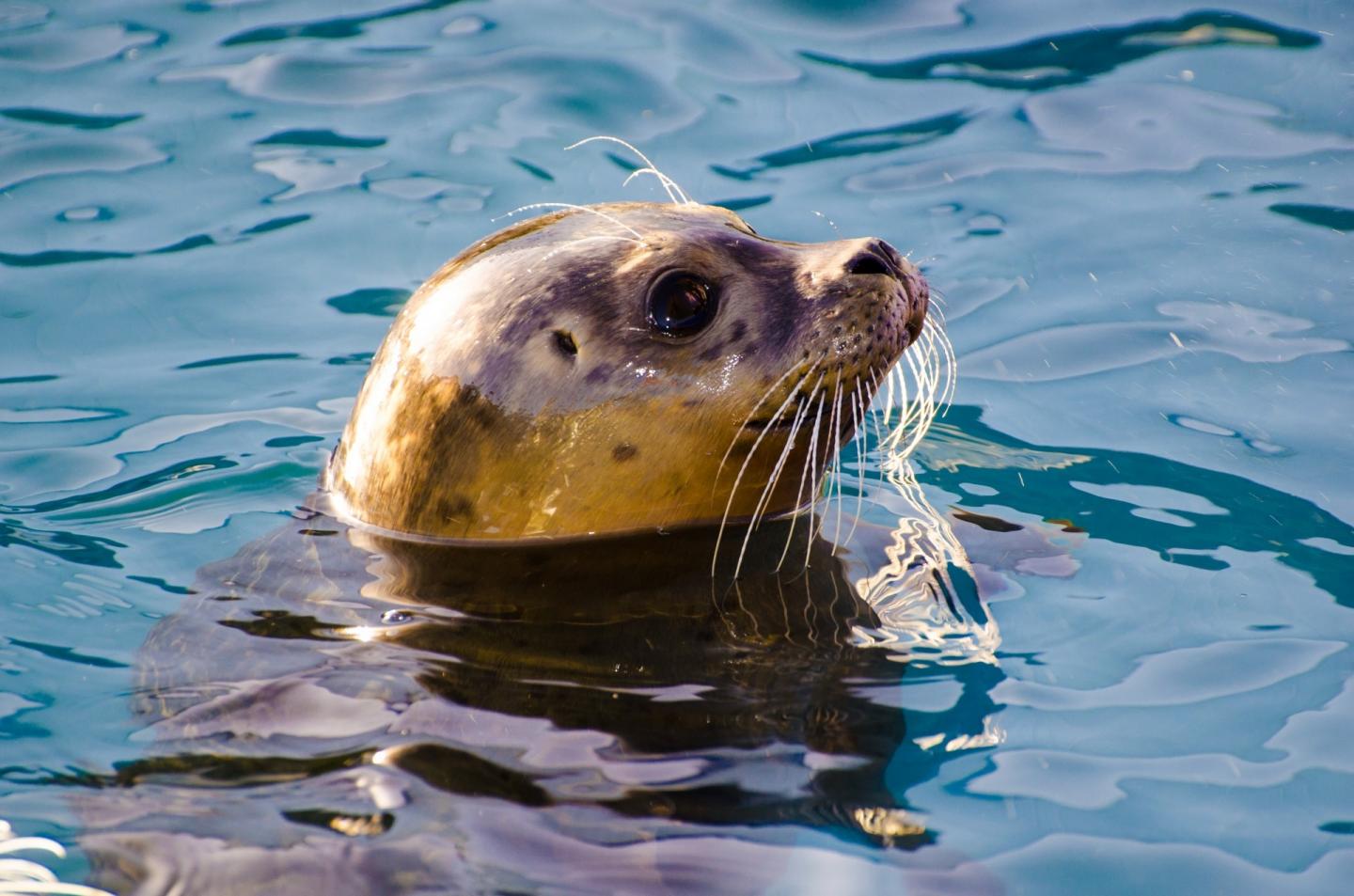 Seals Whiskers