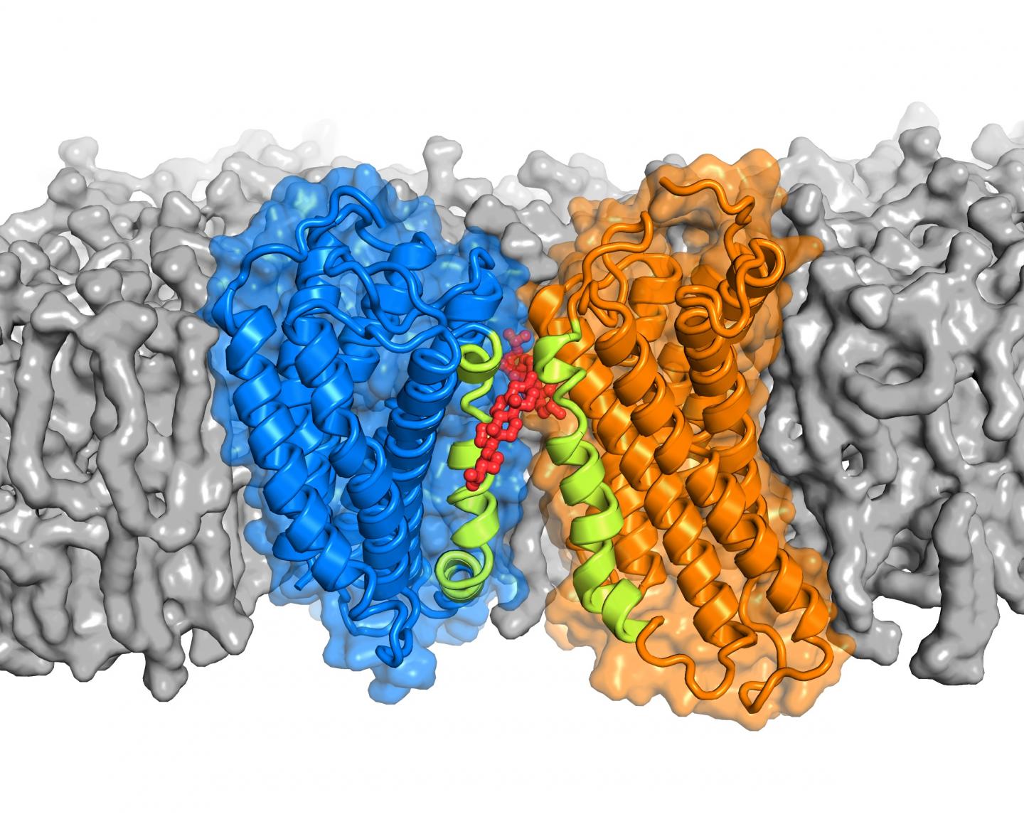 Cholesterol May Help Proteins Pair Up to Transmit Signals Across Cell Membranes