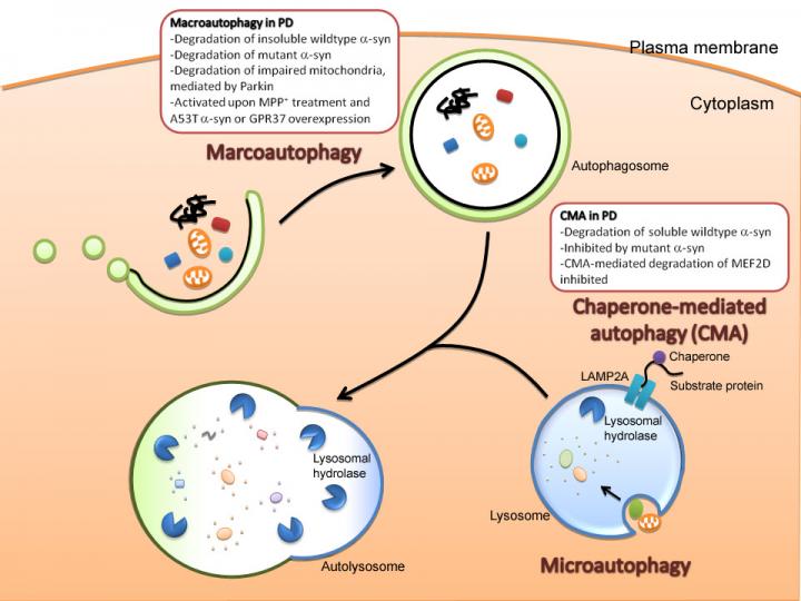 Autophagy Deregulation 