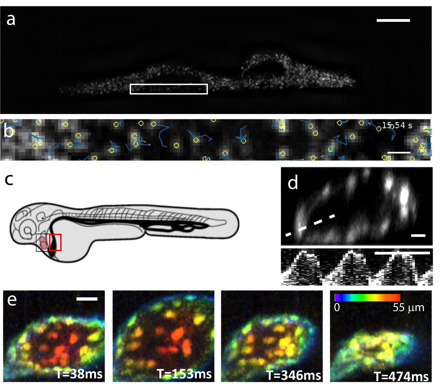 ASLM and 2-Photon Microscopy