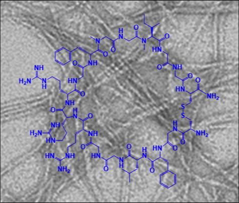 New Class of Designed Macrocyclic Peptides